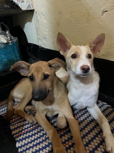 2 - 4 jan - Från bergens ro till skattjakt i Kerala 🕵️♂️🌴 och hundvalpar 🐶