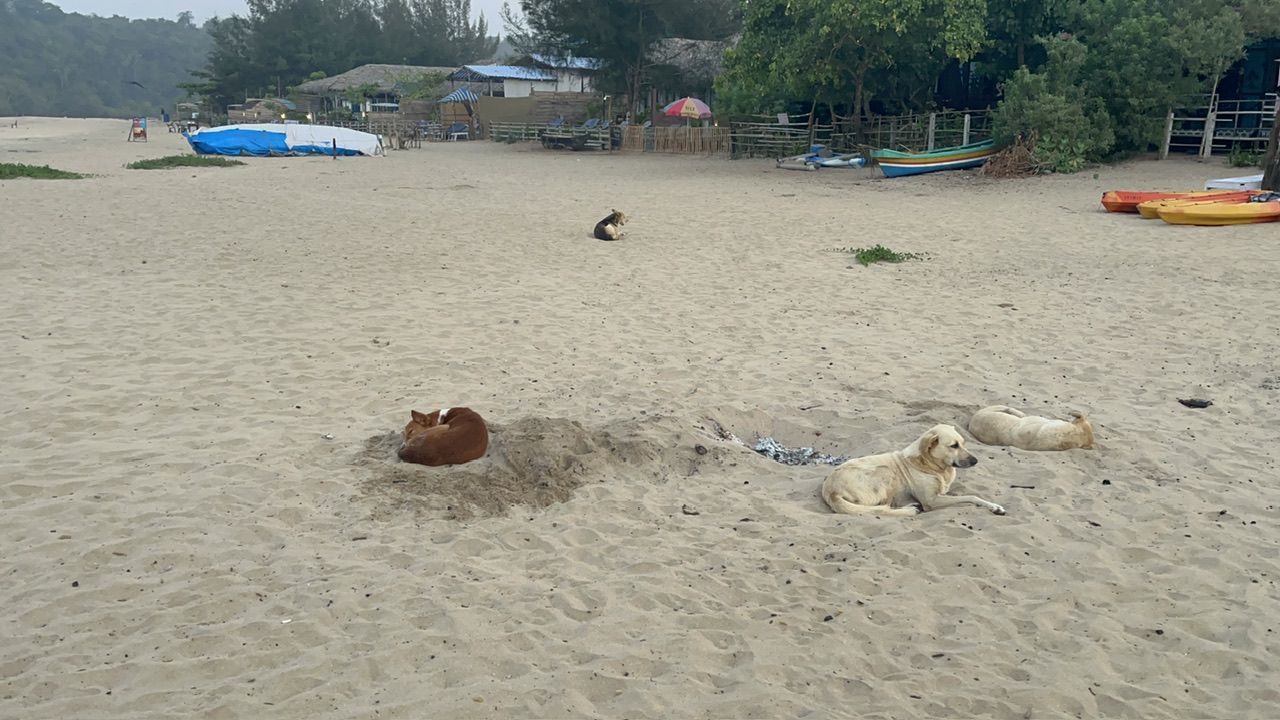 11 - 13 jan - Magiska Stunder i Goa: Solnedgångar, surfing och hjältar vid Agonda Beach 🌅🏄‍♂️🌴🚂🏖️🌞